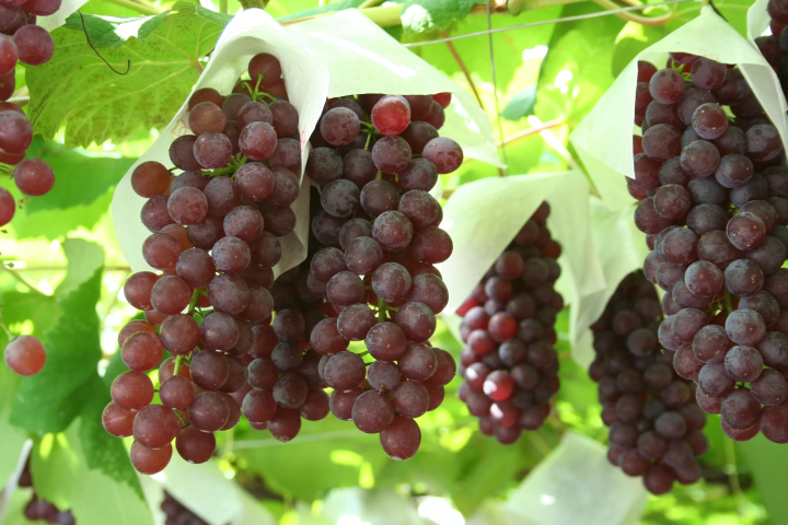 從大阪站搭乘電車約45分鐘！一起品嚐羽曳野市的【葡萄和無花果】吧！