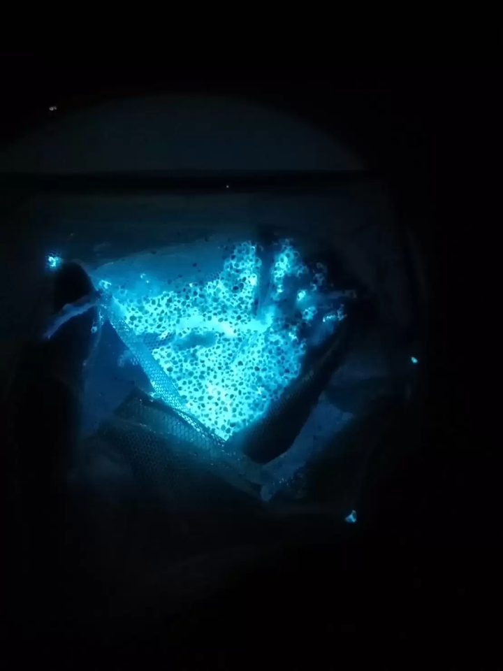 [Yumura Onsen จังหวัดเฮียวโกะ] หิ่งห้อยทะเลมหัศจรรย์! มาสนุกไปกับทริปฤดูร้อนกันเถอะ! [มีคูปองส่วนลด]