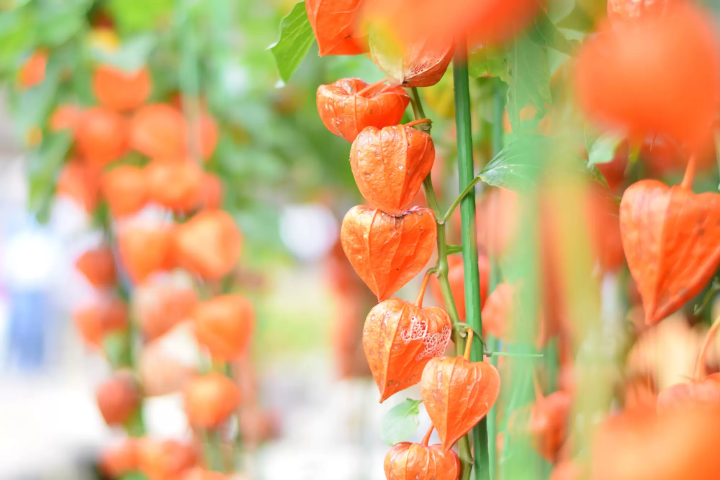 【2024開催】浅草寺蕎麥燒餅市場，感受夏天的到來。