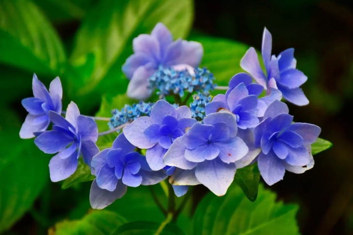 Izu Peninsula: 12 Things to Do, Hot Springs, and Nature Near Tokyo