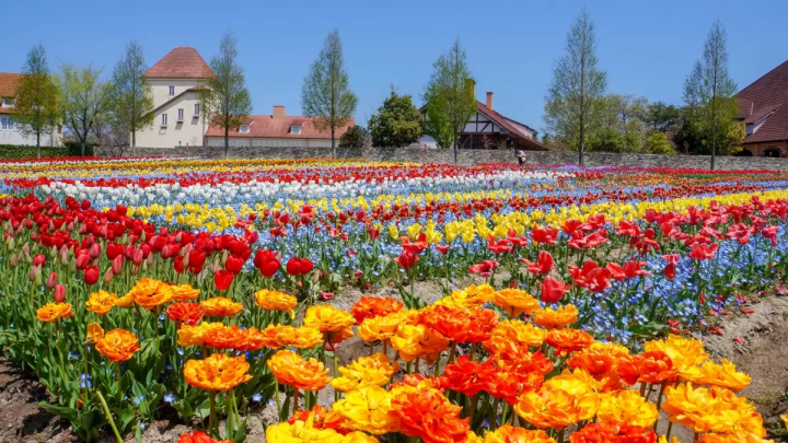 ブルーメの丘（滋賀県蒲生郡日野町）