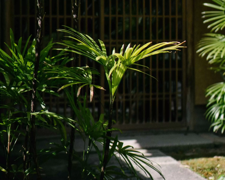 尾道で過ごす、夏。