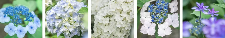 Tokyo's Beautiful Hydrangea Paradise! Explore 13,000 blooms at Minamisawa Hydrangea Mountain!