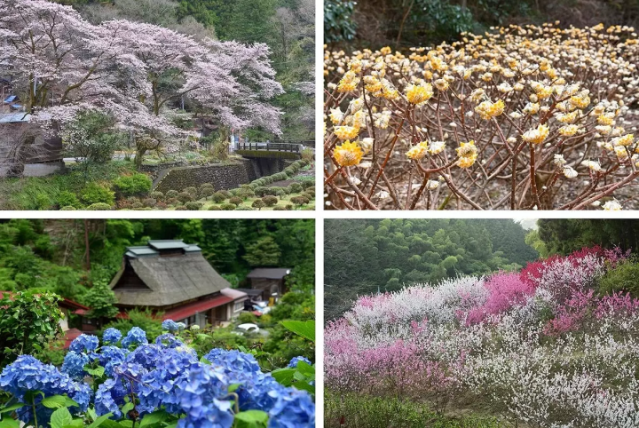 Tokyo's Beautiful Hydrangea Paradise! Explore 13,000 blooms at Minamisawa Hydrangea Mountain!