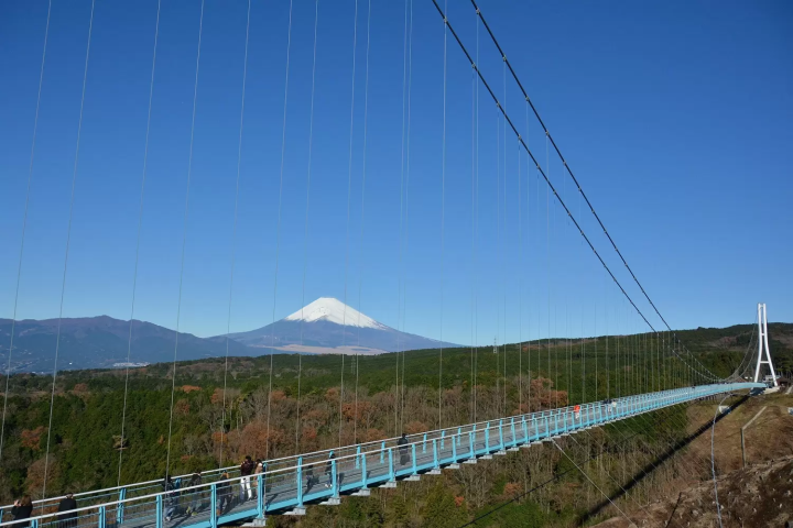 Mishima Skywalk Hydrangea Festival 2024: Mt. Fuji Views and Vibrant Blooms