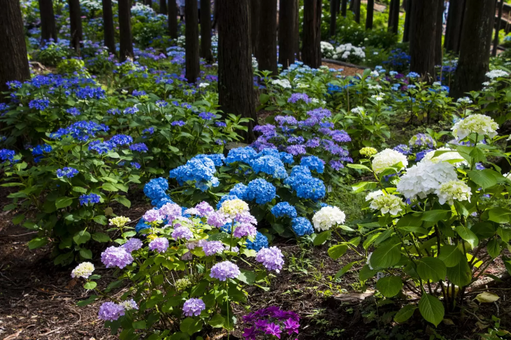Mishima Skywalk Hydrangea Festival 2024: Mt. Fuji Views and Vibrant Blooms
