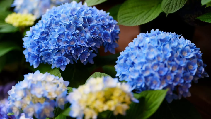 Ashikaga Flower Park In Tochigi - A Dream Destination Near Tokyo