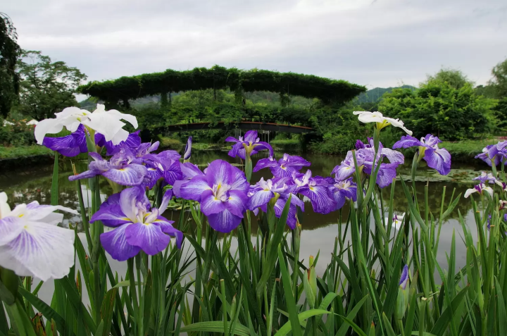 Ashikaga Flower Park In Tochigi - A Dream Destination Near Tokyo