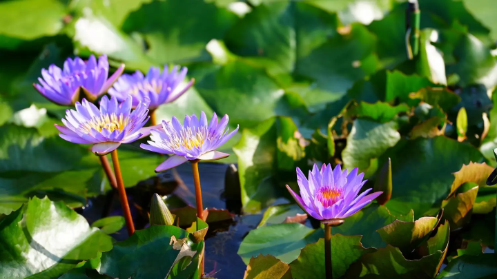 Ashikaga Flower Park In Tochigi - A Dream Destination Near Tokyo