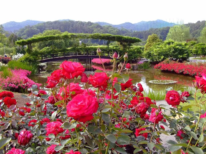 Ashikaga Flower Park In Tochigi - A Dream Destination Near Tokyo