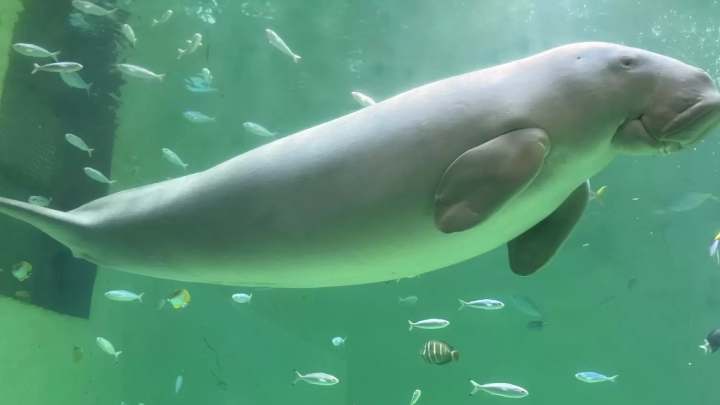 Filled with the charm of history and nature. 5 recommended sightseeing spots around Ise City, Mie Prefecture♪