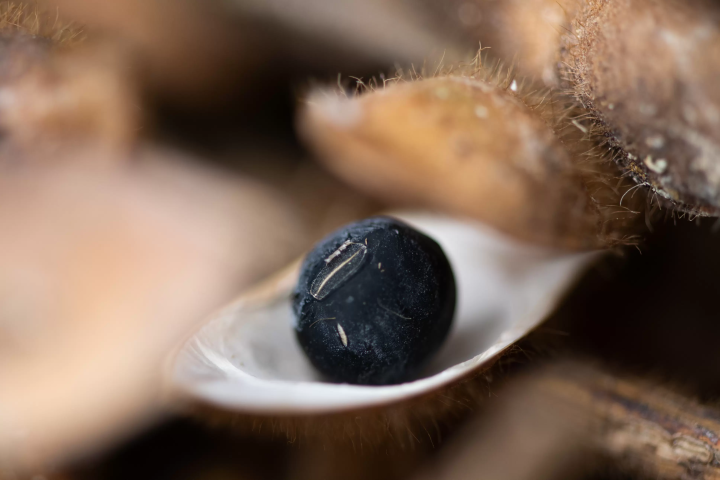 Cultivation of "Tambasasayama Black Soybeans" begins