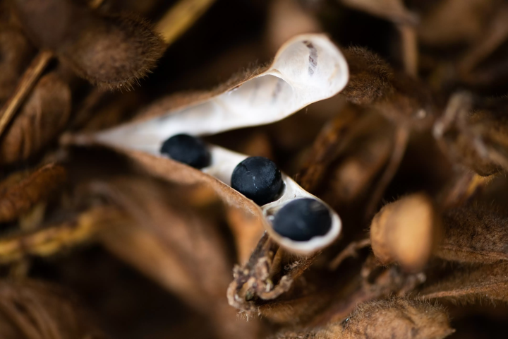 「丹波篠山の黒大豆」栽培がはじまります