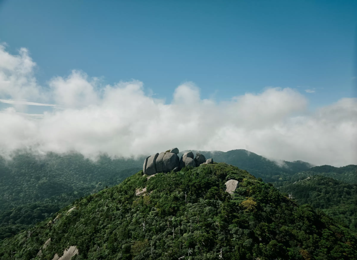 [Yakushima] A trip to the coveted Jomon Cedar. A two nights and three days model plan with delicious food and relaxing hot springs