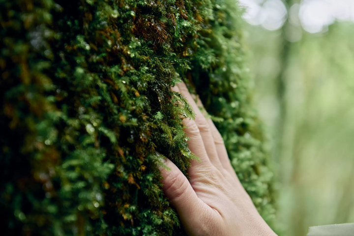 [Yakushima] A trip to the coveted Jomon Cedar. A two nights and three days model plan with delicious food and relaxing hot springs