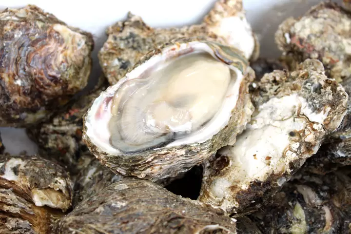 【夏季美味！ 】就在本地，品嚐來自新潟縣村上市的新鮮天然岩蠔！