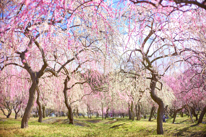 [Inabe City, Mie Prefecture] A scenic spot with the largest plum grove in the Tokai region!