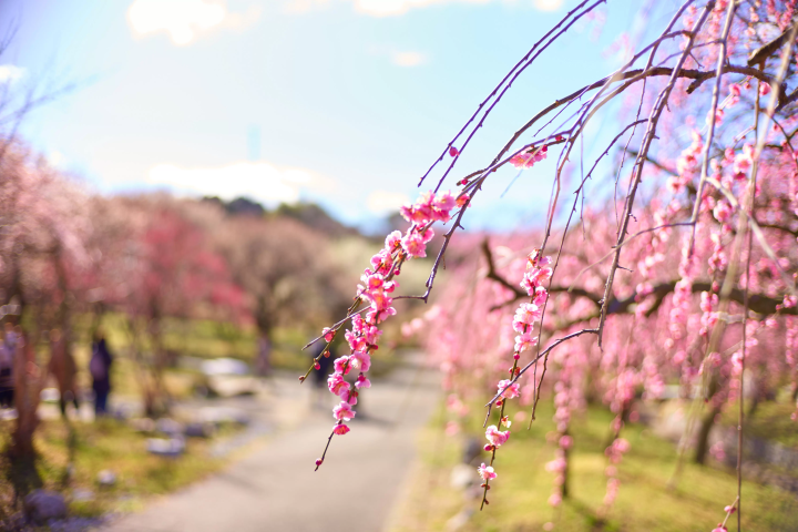 [Inabe City, Mie Prefecture] A scenic spot with the largest plum grove in the Tokai region!