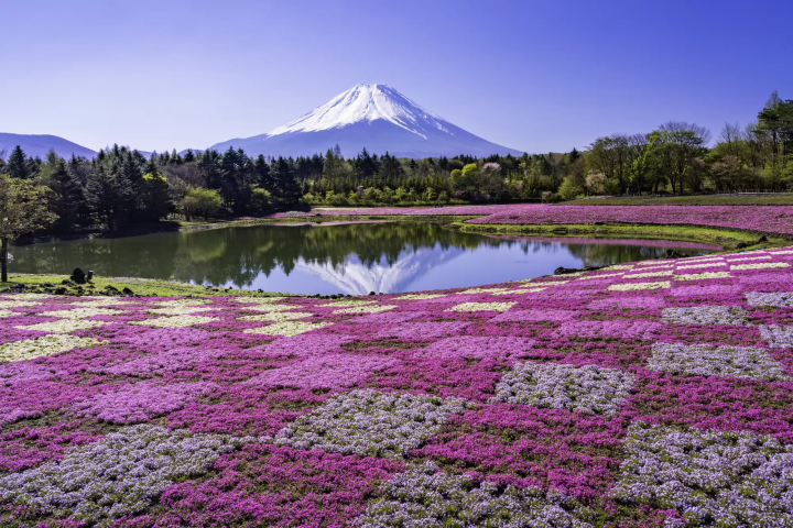 10 Unique Experiences to Enjoy in Tokyo