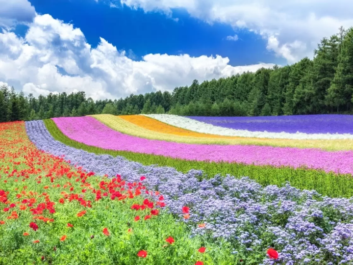10 Summer Tours to Beat the Heat in Hokkaido