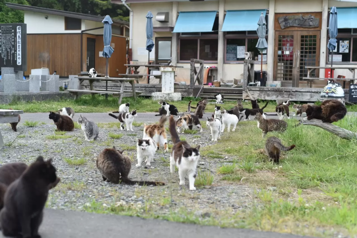 Tashirojima Island Guide: Visit The Cat Island Of Miyagi