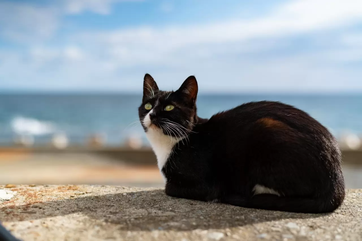 Tashirojima Island Guide - Visit The Cat Island Of Miyagi