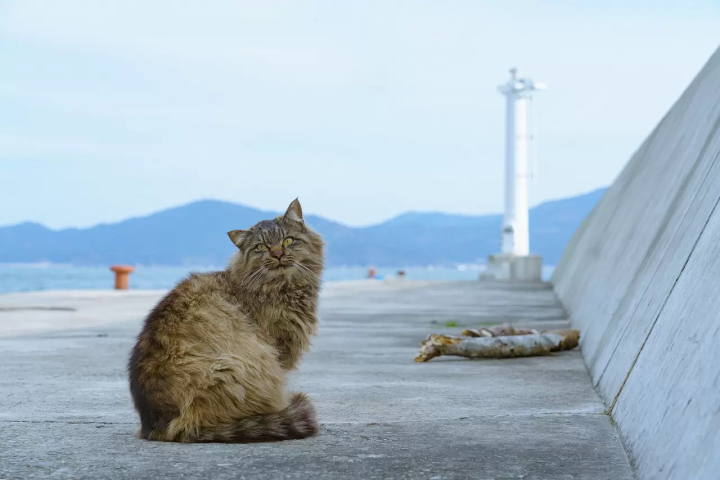 Tashirojima Island Guide - Visit The Cat Island Of Miyagi