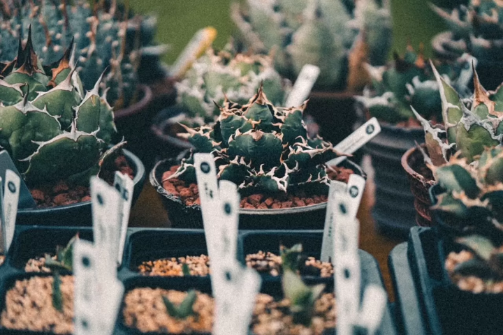 到橫濱逛夏日市集「BAY WALK MARKET 2024」從早到晚都能逛！