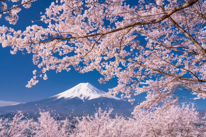 Arakurayama Sengen Park Sakura