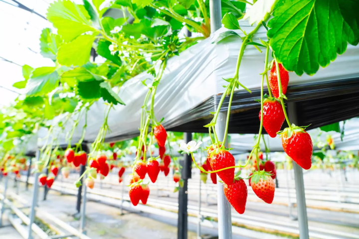 愛知フルーツ狩り