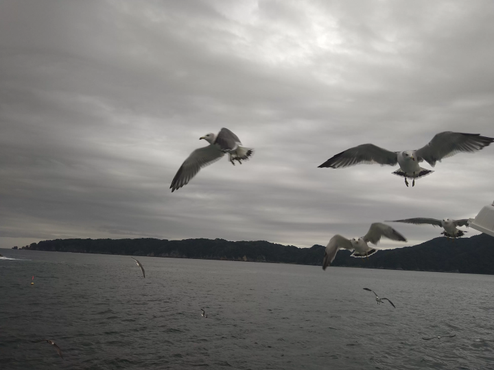 搭乘「宮古海峰子丸」欣賞宮古的壯麗景色～清新綠色的淨土濱遊船體驗～