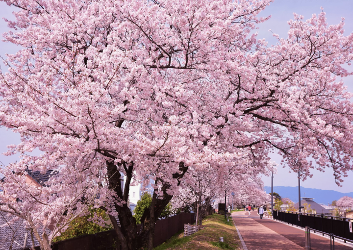 志贺草津市的季节旅游指南！详细介绍推荐的观光景点、活动、赏花时间