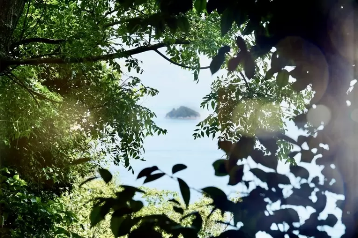 Looking through the bright green forest over the Seto Inland Sea