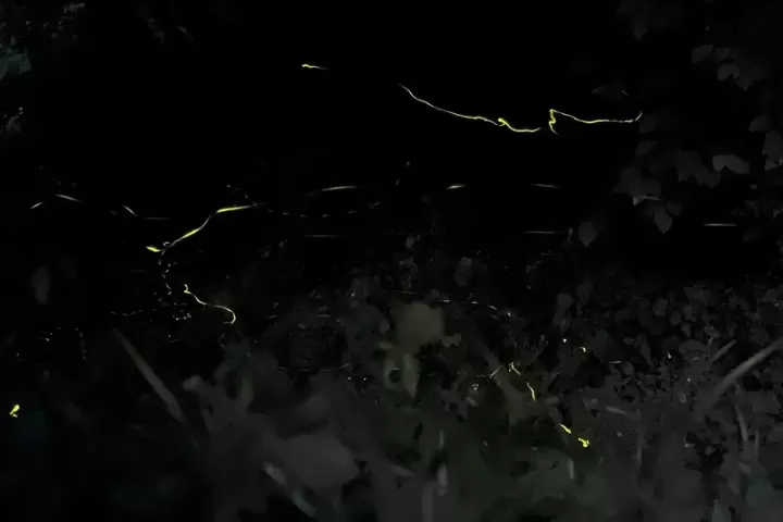 【2024년판】스마트폰으로 찍을 수 있다! 여름은 천연 반딧불과 에모인 추억을 남기자!