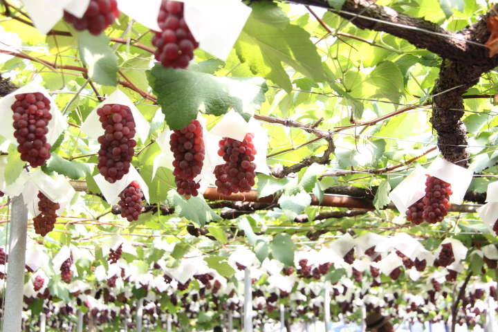 從大阪站搭乘電車約45分鐘！一起品嚐羽曳野市的【葡萄和無花果】吧！