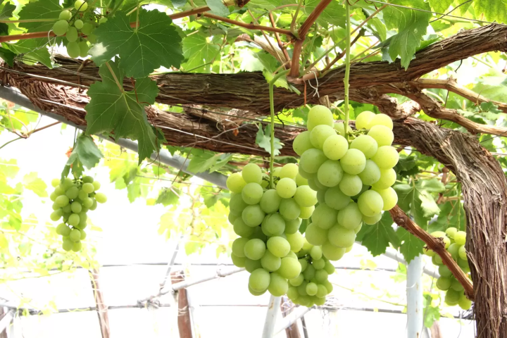 從大阪站搭乘電車約45分鐘！一起品嚐羽曳野市的【葡萄和無花果】吧！