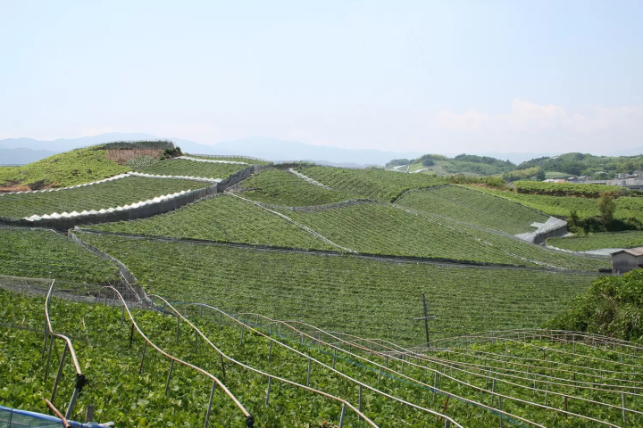 羽曳野市的德拉瓦種植面積為120ha，為縣內最大。 