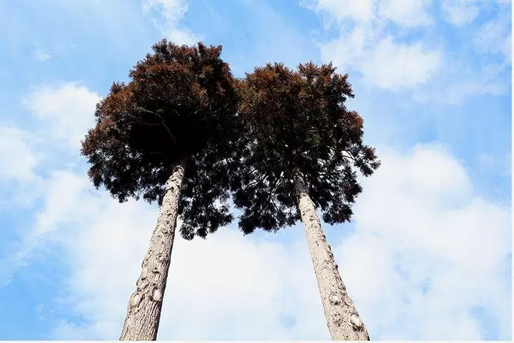新版1000日元纸币“北里柴三郎”的正面和在他的出生地建造的纪念馆