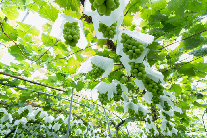 駒谷地區栽培的日光玫瑰香 