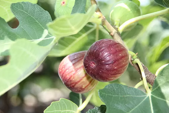 從大阪站搭乘電車約45分鐘！一起品嚐羽曳野市的【葡萄和無花果】吧！