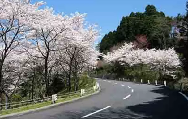 【京都駕車路線】在大自然中駕車改變心情！
