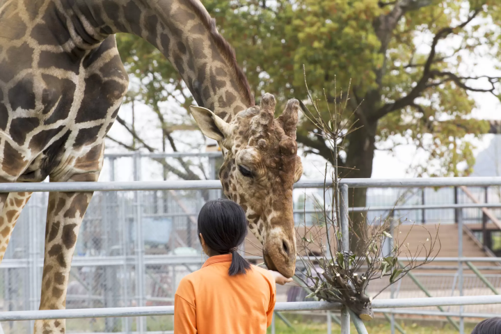 woman feeding a giraffe