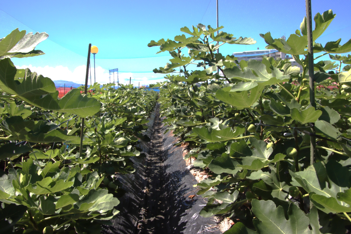 本田/碓冰地區種植的無花果 