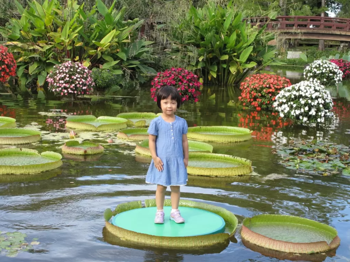 คุณสามารถไปเที่ยวแบบไปเช้าเย็นกลับจากเกียวโตได้! เพลิดเพลินกับทิวทัศน์อันน่าอัศจรรย์ที่มีเฉพาะในฤดูร้อน ณ จุดที่ไม่ค่อยมีใครรู้จักริมทะเลสาบบิวะ