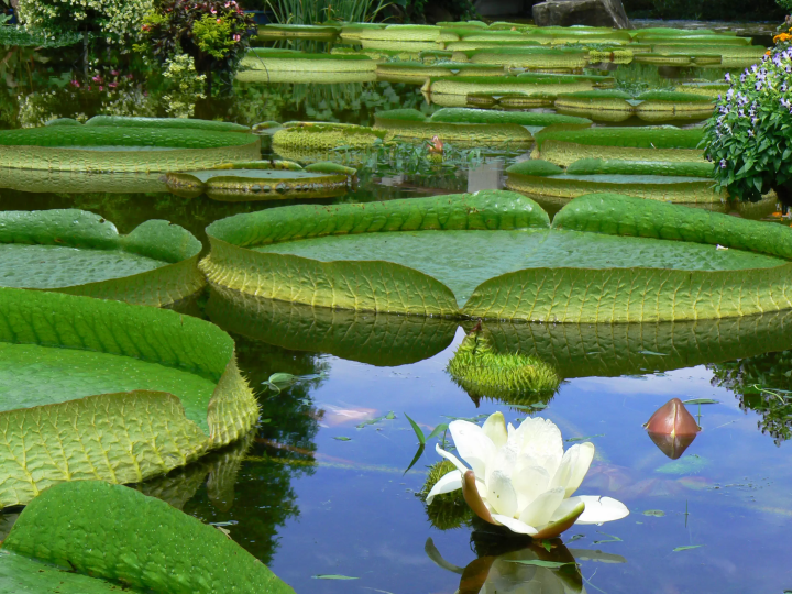 คุณสามารถไปเที่ยวแบบไปเช้าเย็นกลับจากเกียวโตได้! เพลิดเพลินกับทิวทัศน์อันน่าอัศจรรย์ที่มีเฉพาะในฤดูร้อน ณ จุดที่ไม่ค่อยมีใครรู้จักริมทะเลสาบบิวะ