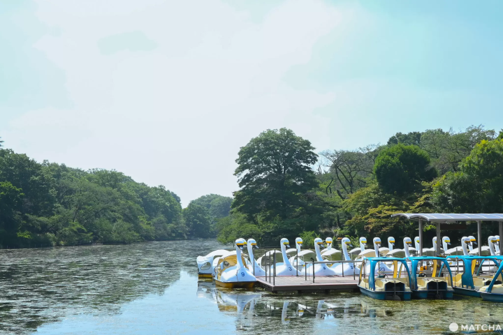 The Inokashira Swan Boats
