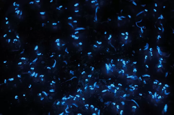 มาทำให้หิ่งห้อยทะเลเปล่งประกายบนฝ่ามือของคุณกันเถอะ!