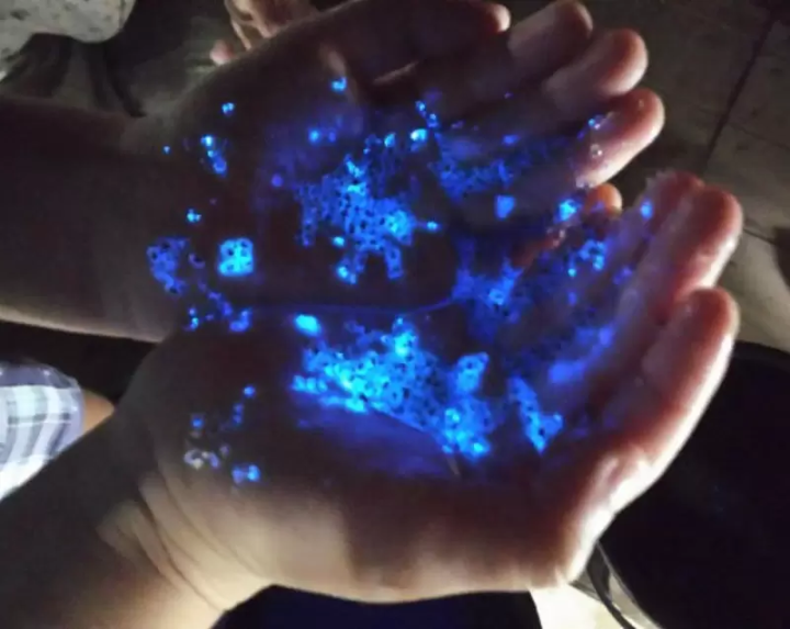 มาทำให้หิ่งห้อยทะเลเปล่งประกายบนฝ่ามือของคุณกันเถอะ!