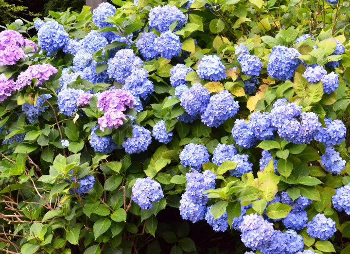 有隱藏的寶石！福岡35個推薦旅遊景點和當地美食