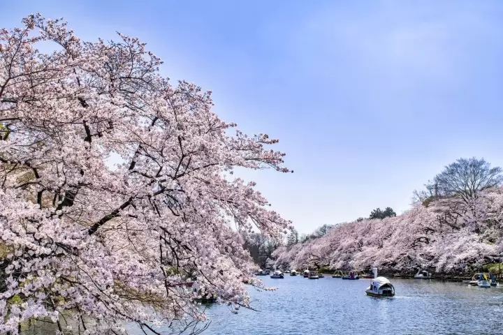 Inokashira Park: 10 Ways to Spend A Day